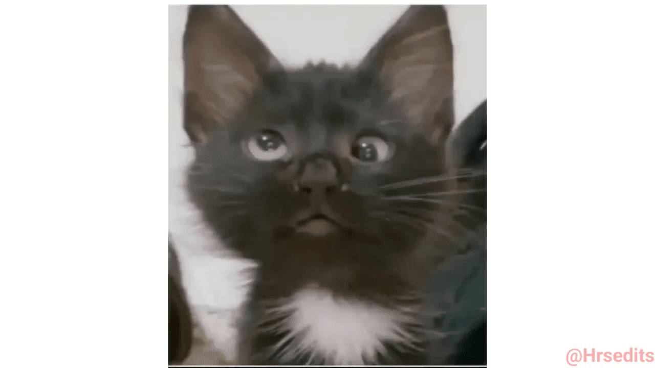 Cat Huh
